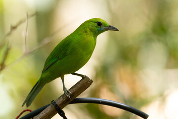Female Blue-winged Leafbird perched on a branch.