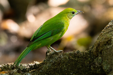 Female Blue-winged Leafbird perched on a rock.