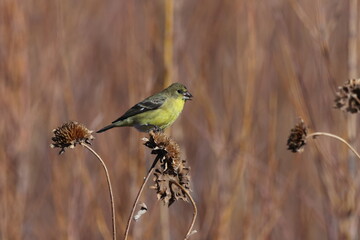 Lesser Goldfinch (Spinus psaltria) Bosque del Apache National Wildlife Refuge, New Mexico,USA