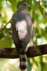 A large Crested Goshawk perched on a branch.