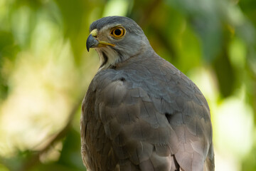 A large Crested Goshawk perched on a branch.