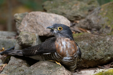 Large Hawk Cuckoo is hiding next to a large rock.