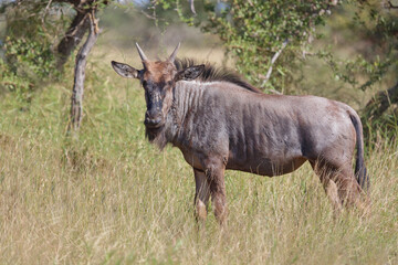 Streifengnu / Blue wildebeest / Connochaetes taurinus......Streifengnu / Blue wildebeest /...