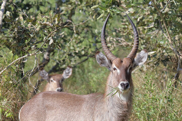 Wasserbock / Waterbuck / Kobus ellipsiprymnus