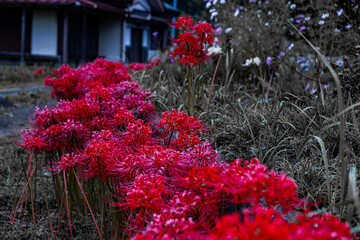 赤い曼殊沙華の花