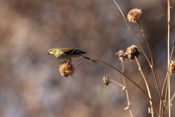 Lesser Goldfinch (Spinus psaltria) Bosque del Apache National Wildlife Refuge, New Mexico,USA