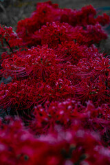 赤い曼殊沙華の花