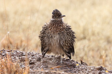 Roadrunner Bosque del Apache wildlife refuge in New Mexico