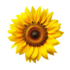 Fototapeta premium Sunflower flower isolated on transparent background