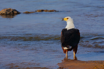 Afrikanischer Schreiseeadler / African fish-eagle / Haliaeetus vocifer.