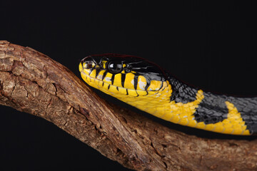Portrait of a Mangrove Snake against a black background
