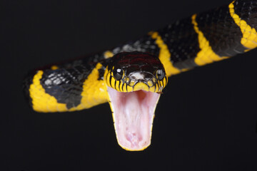 Portrait of a Mangrove Snake in a defensive pose with its mouth open
