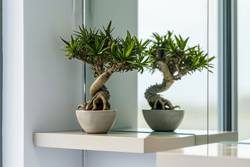 potted dragon tree on shelf reflecting in modern mirror