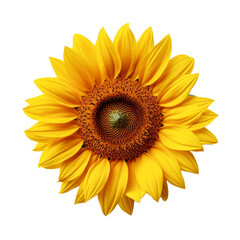 Sunflower flower isolated on transparent background