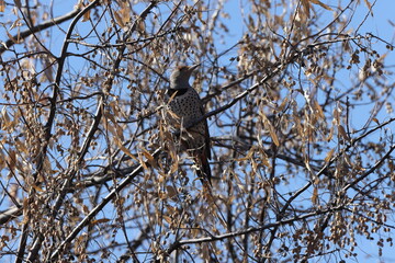 Gilded Flicker (Colaptes chrysoides) Bosque del Apache National Wildlife Refuge, New Mexico,USA