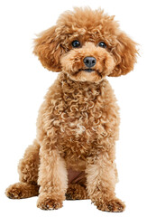 Poodle Toy dog Full body