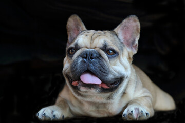A cute of french bulldog 