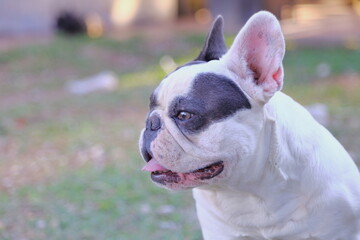 A cute of french bulldog 