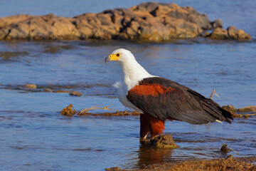 Afrikanischer Schreiseeadler / African fish-eagle / Haliaeetus vocifer.