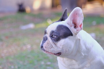 A cute of french bulldog 
