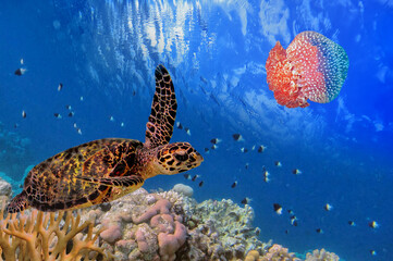 Green turtle swimming in blue ocean - 724706825