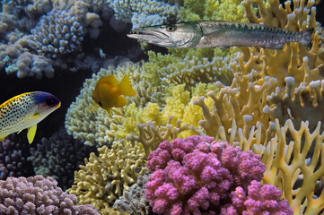 Wonderful and beautiful underwater world with corals - 724706854