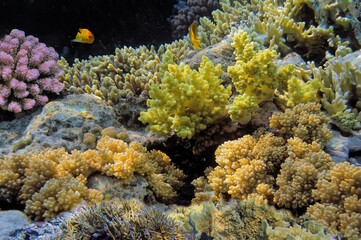 Wonderful and beautiful underwater world with corals - 724706864