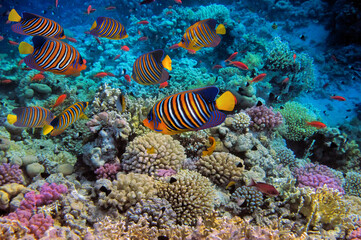 Wonderful and beautiful underwater world with corals - 724706877