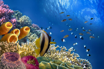 Colorful coral reef with many fishes and sea turtle - 724706898