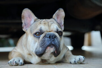 A cute of french bulldog 