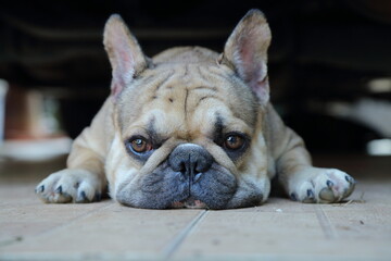 A cute of french bulldog 