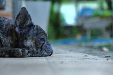 A cute of french bulldog 