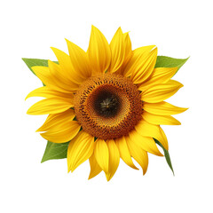 Naklejka premium Sunflower flower isolated on transparent background