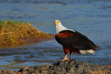Afrikanischer Schreiseeadler / African fish-eagle / Haliaeetus vocifer.