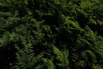 Dark forest fern background