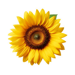 Sunflower flower isolated on transparent background