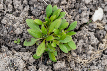 Forget-me-nots (Myosotis arvensis) blue Flowers. Rosette of the weed Forget-me-not Marsh semperflorens