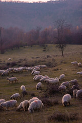 Fototapeta premium The flock of sheep on a cool evening near the dark forest. Domestic animals returned to the barn in the rural area of Romania
