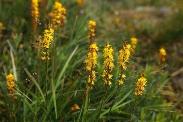 Bog asphodel moorland plant in Norway