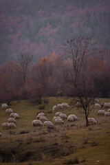 Fototapeta premium The flock of sheep on a cool evening near the dark forest. Domestic animals returned to the barn in the rural area of Romania