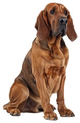 Bloodhound dog, full body. - obrazy, fototapety, plakaty