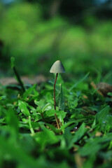 Beautiful closeup of forest mushrooms in grass, autumn season. little fresh mushrooms, growing in Autumn Forest. Mushroom picking concept. Magical