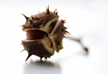 - 10 open chestnut fruits in autumn