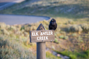 Hayden Valley Yellowstone national park