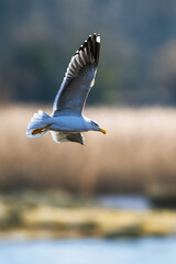 Yellow Legged Gull, Larus michahellis, bird in flight over winter marshes