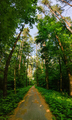 Straight asphalt road through a dense pine forest. Walk in the fresh air. The concept of a healthy lifestyle.