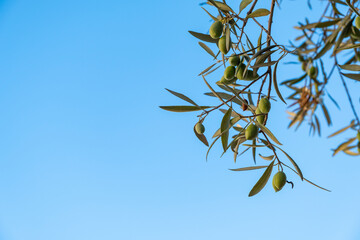 Olive branch with some unripe green olives hanging, Extremadura, Spain