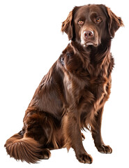 Kromfohrlander dog full body