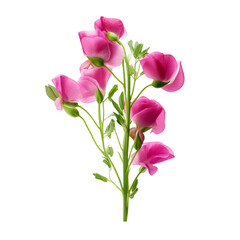 Sweet Pea flower isolated on transparent background