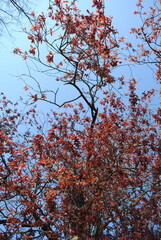 Baum im Frühling 